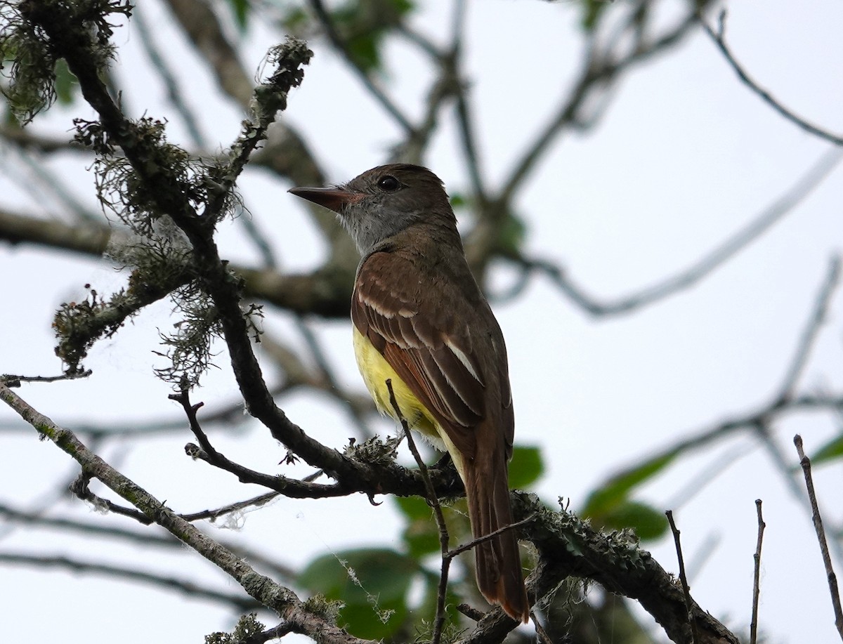 Great Crested Flycatcher - ML617945412