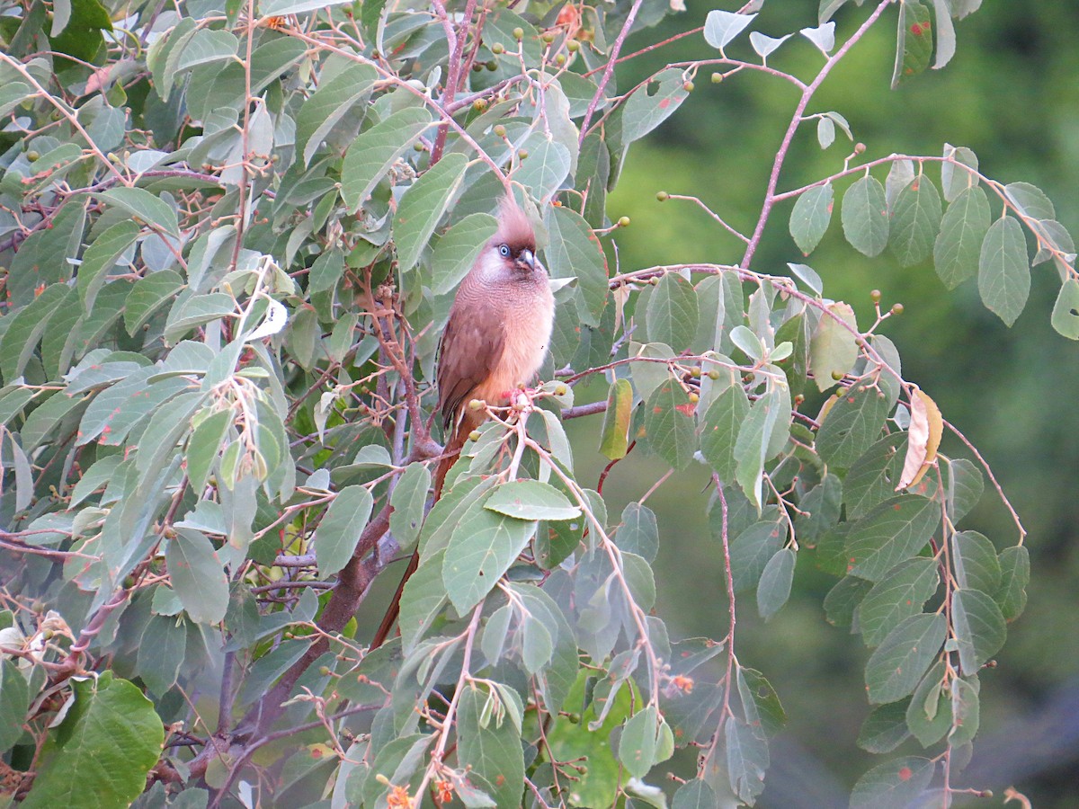Speckled Mousebird - ML617945413