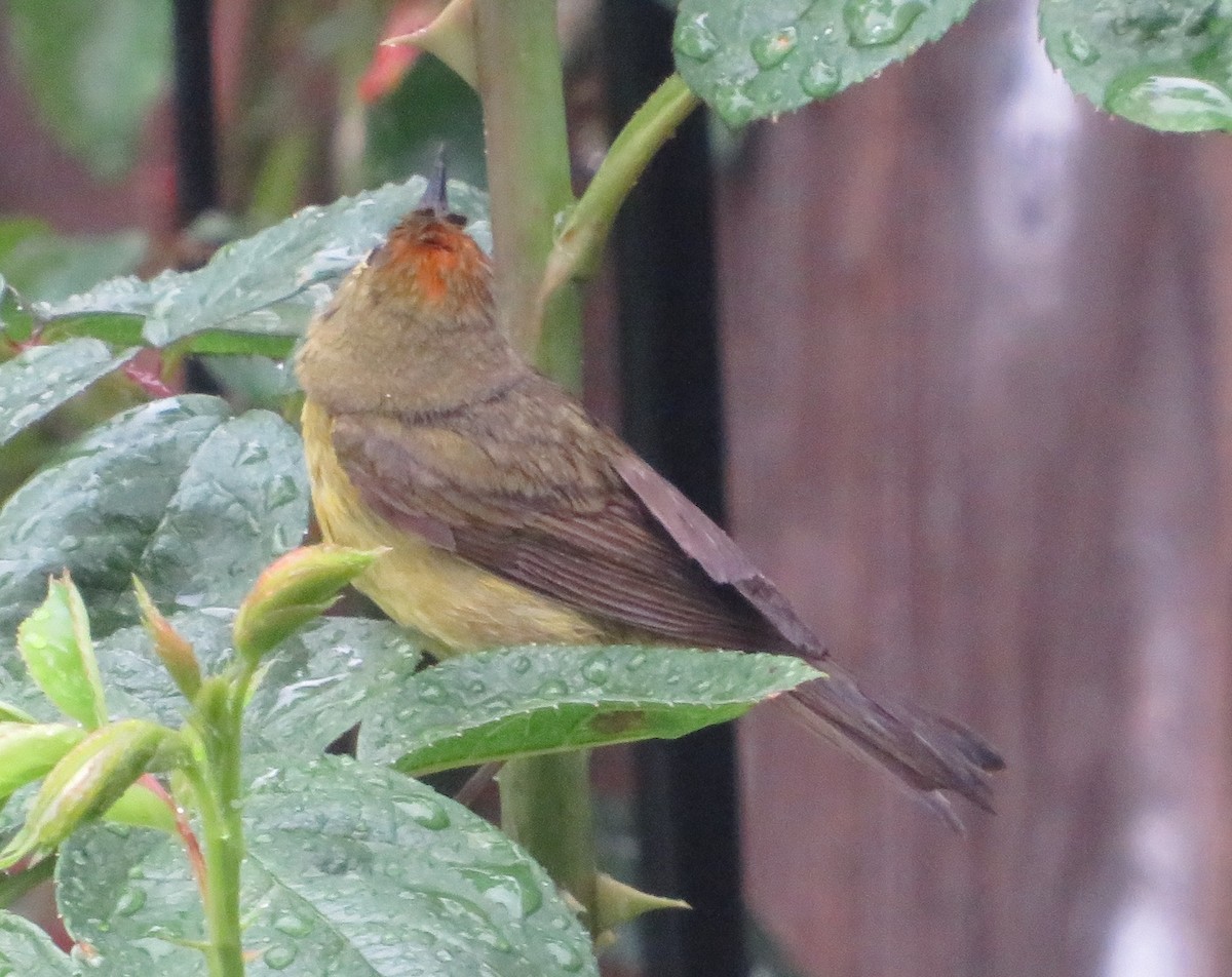 Orange-crowned Warbler - ML617945414