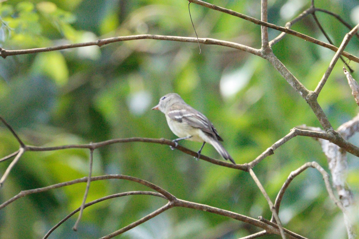 Northern Mouse-colored Tyrannulet - ML617945461
