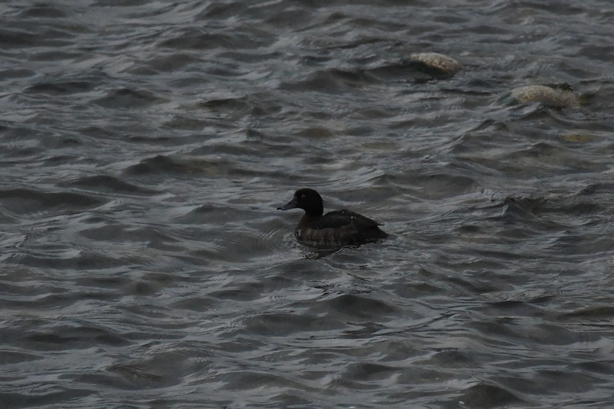 Tufted Duck - ML617945486