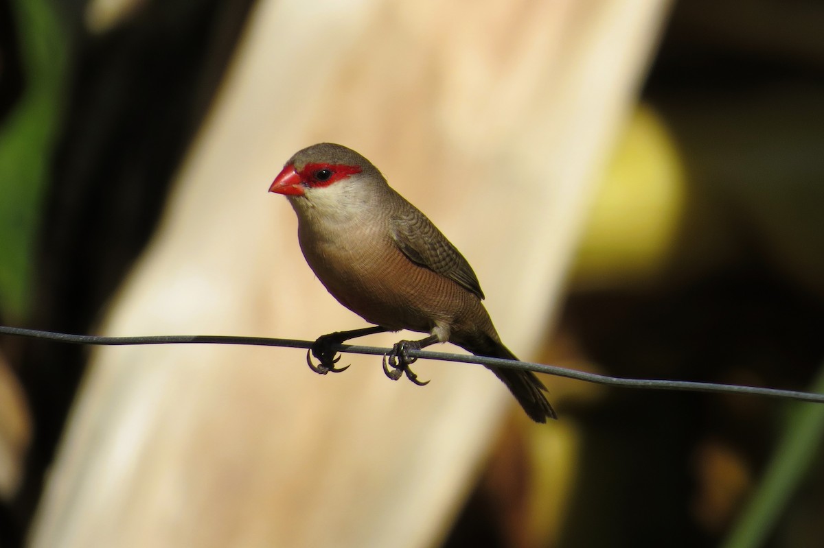 Common Waxbill - André Tostes Tostes