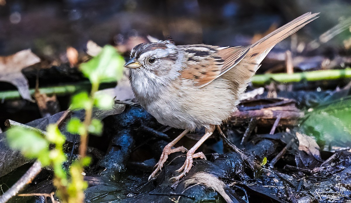 Swamp Sparrow - ML617945524