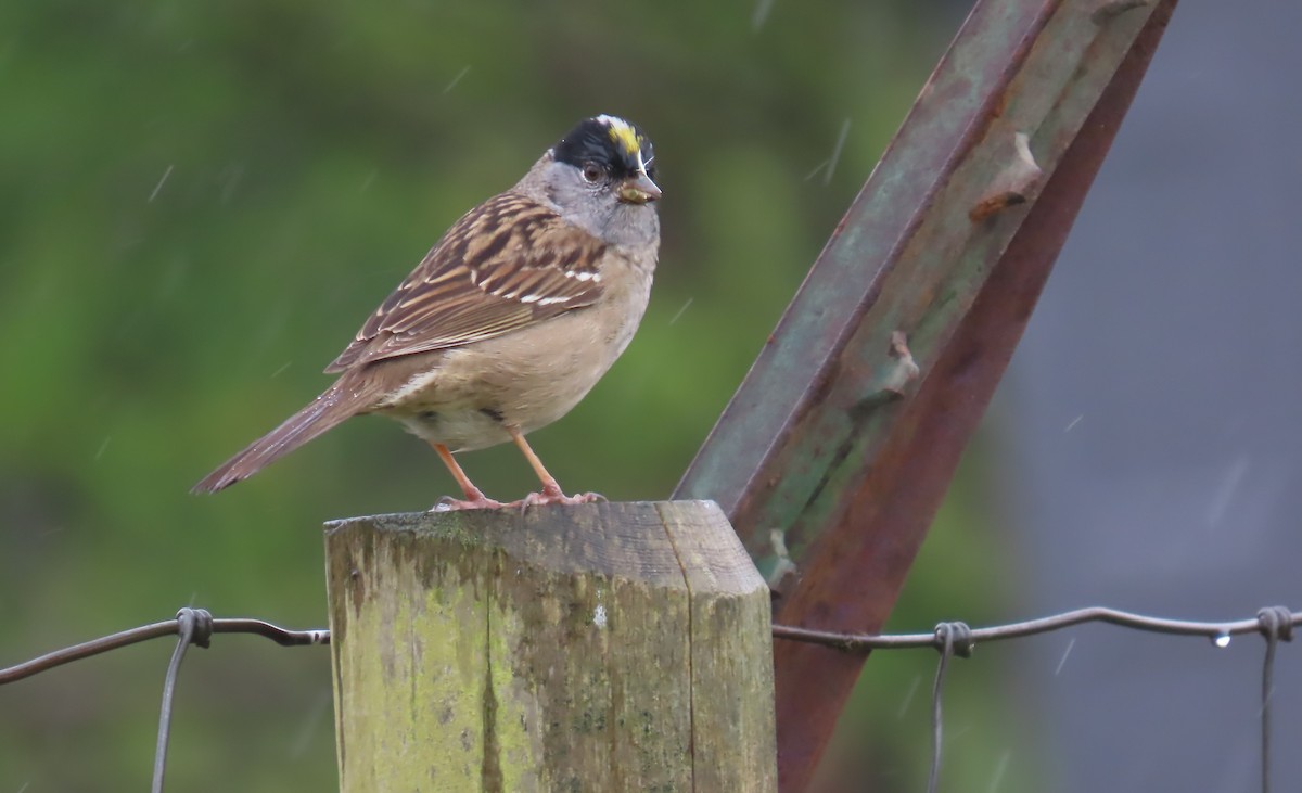 Golden-crowned Sparrow - ML617945537