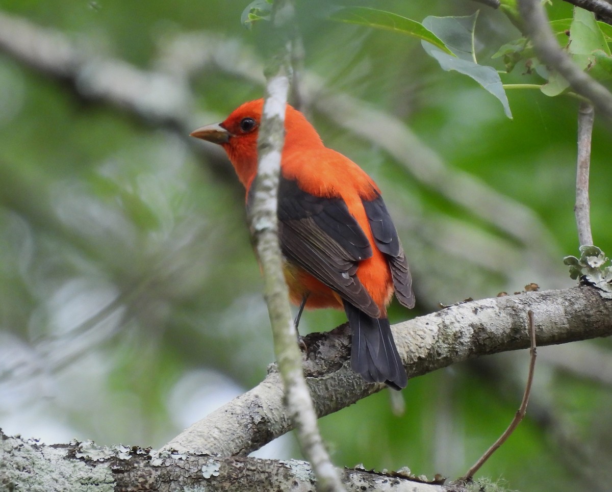 Scarlet Tanager - ML617945544
