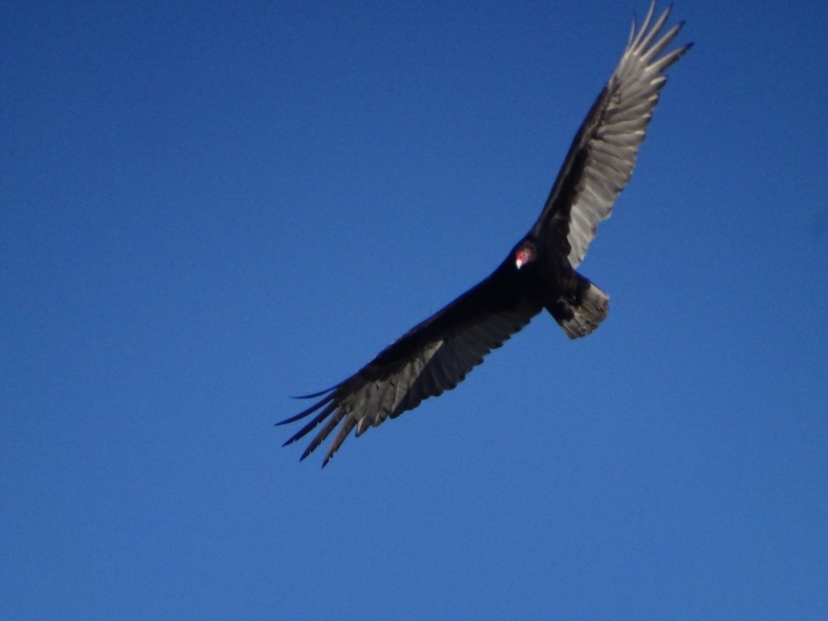 Turkey Vulture - ML617945565