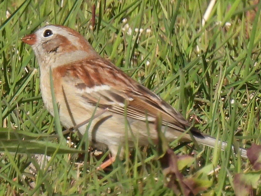 Field Sparrow - ML617945573