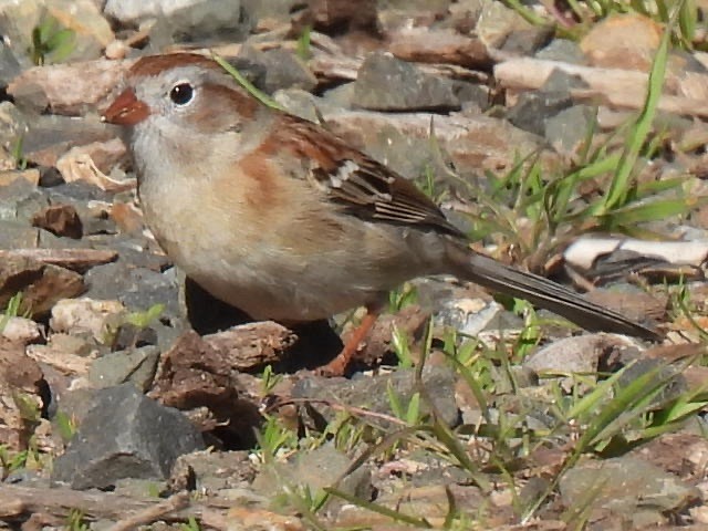Field Sparrow - ML617945574