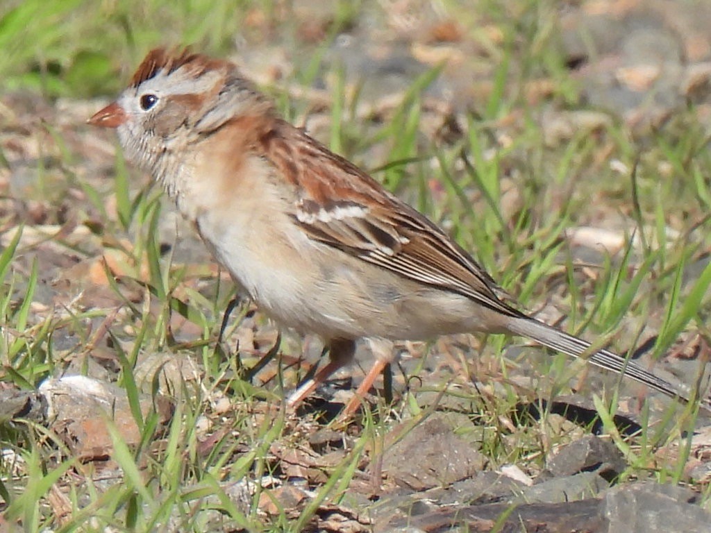 Field Sparrow - ML617945575