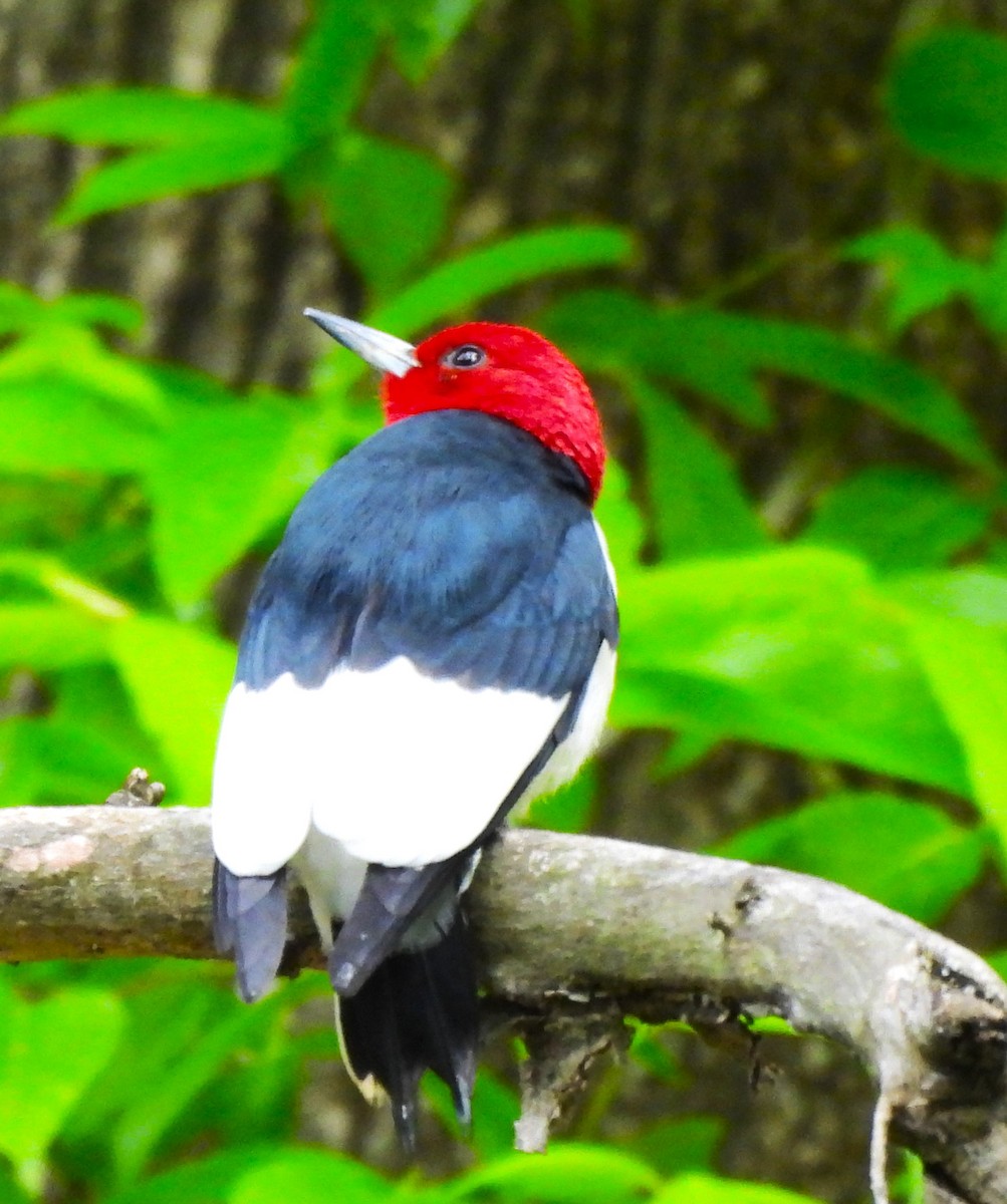 Red-headed Woodpecker - ML617945691