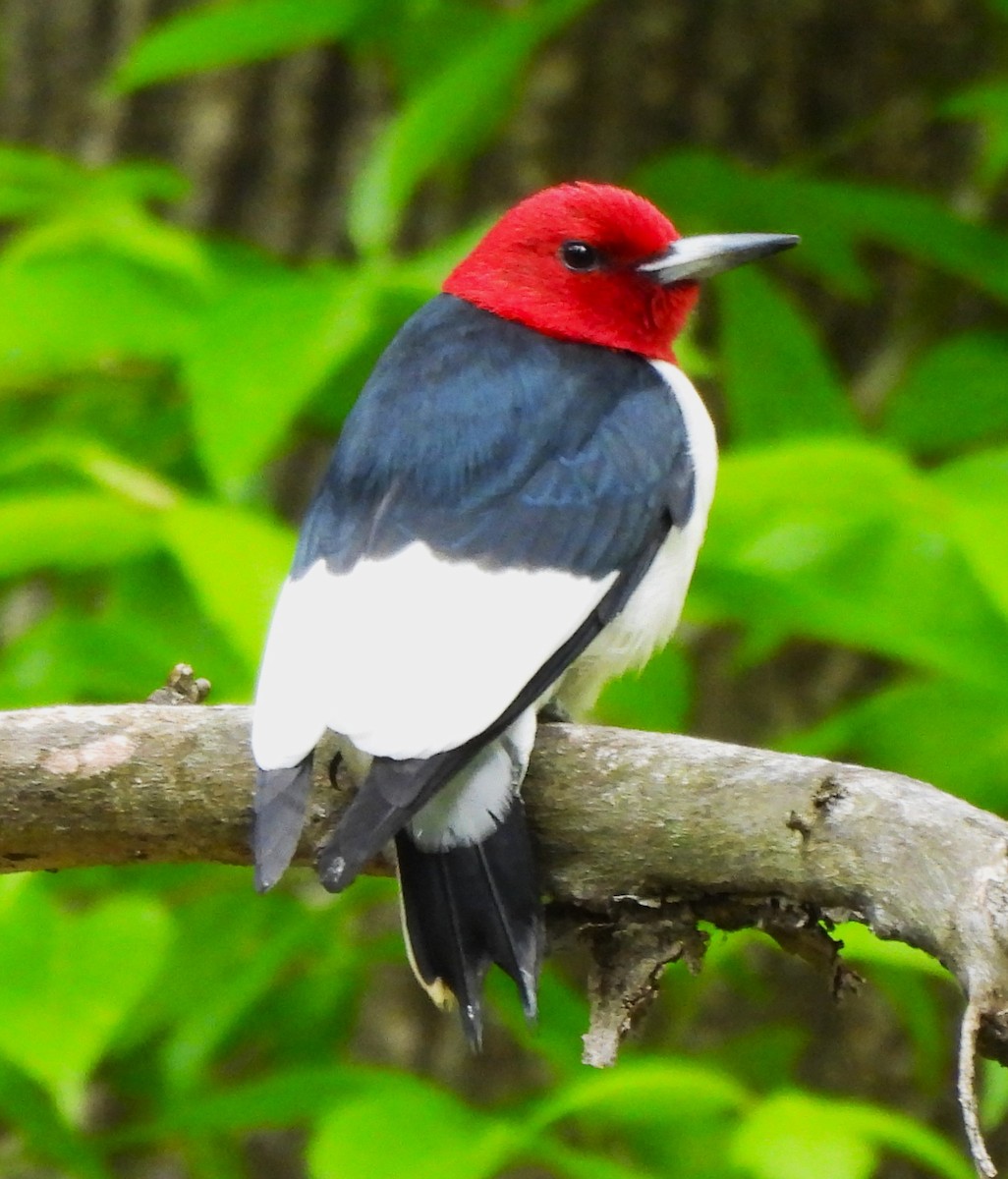 Red-headed Woodpecker - ML617945692