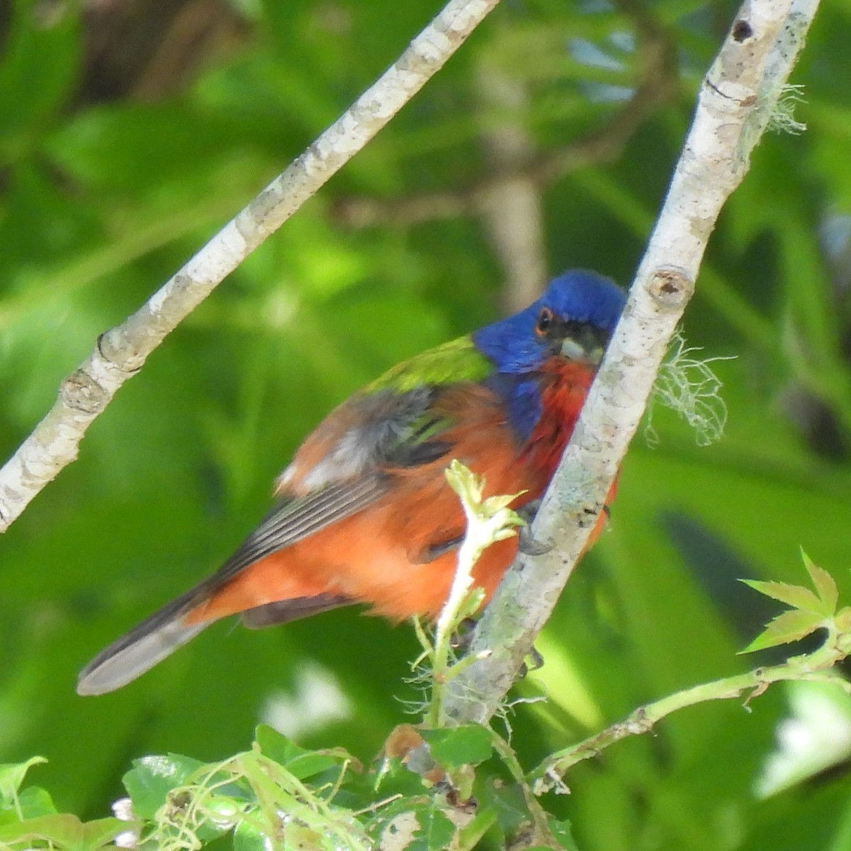 Painted Bunting - Margi Finch