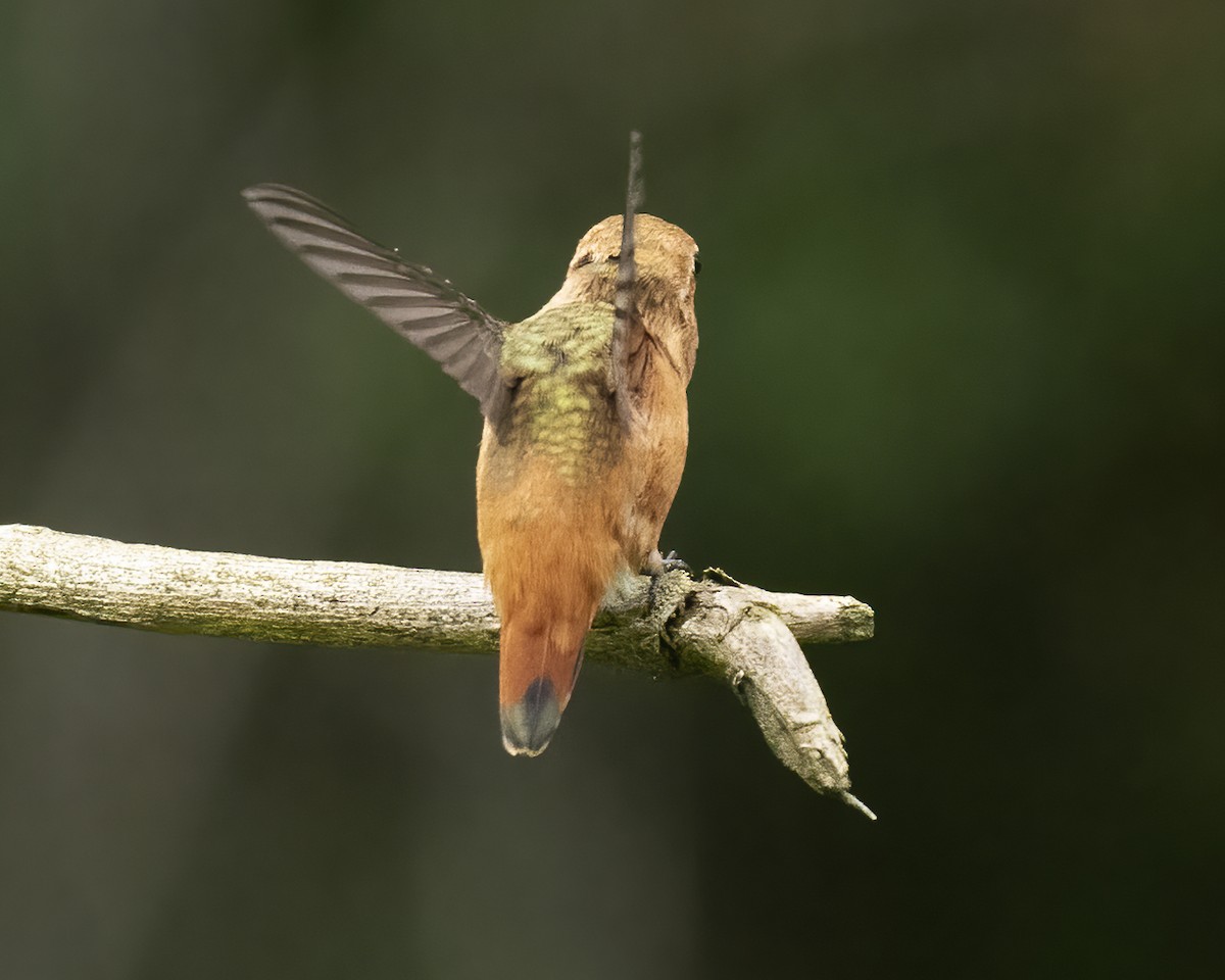 Rufous/Allen's Hummingbird - Barbara Swanson