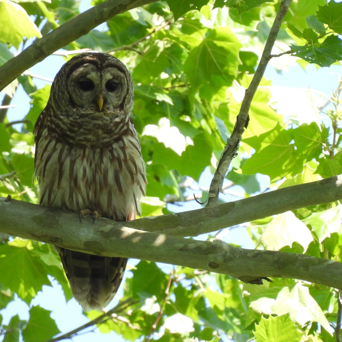 Barred Owl - Margi Finch