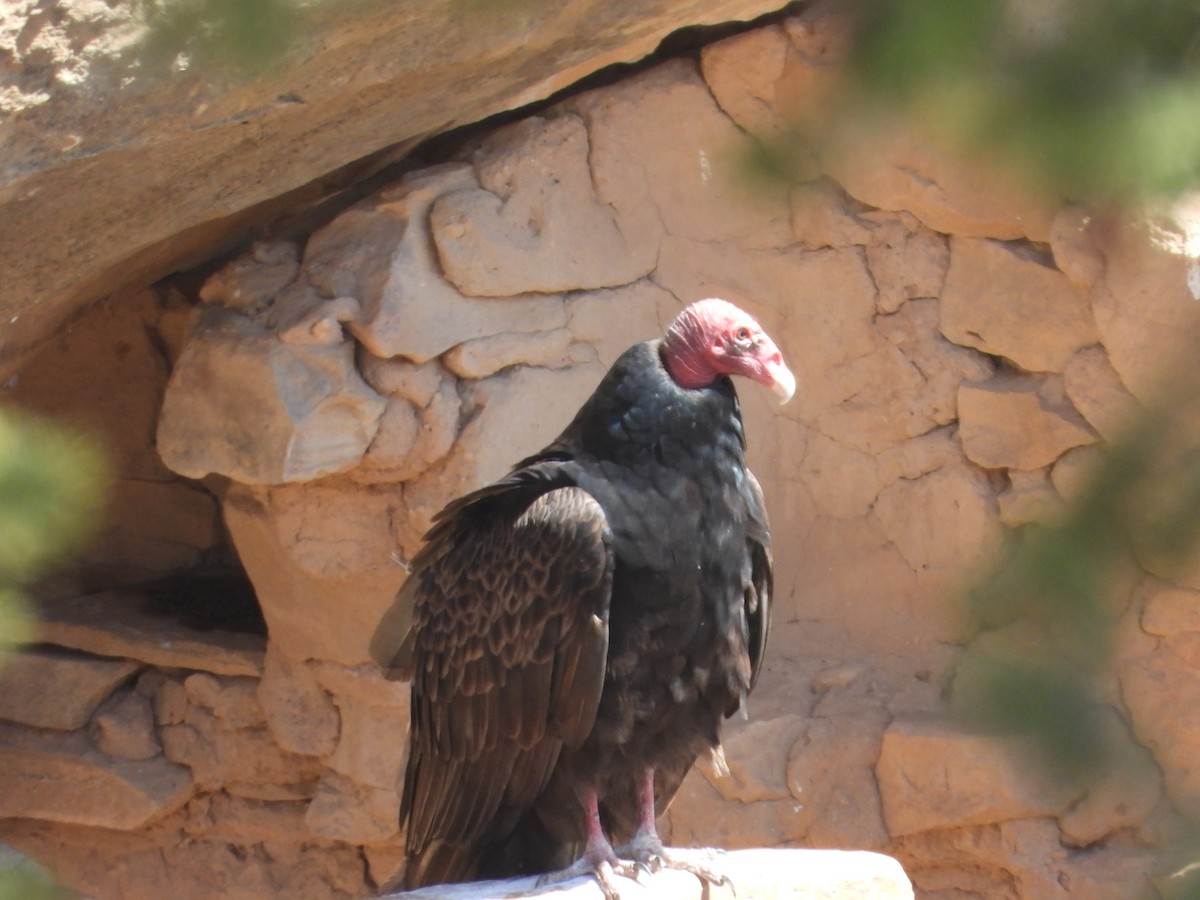Turkey Vulture - ML617945793