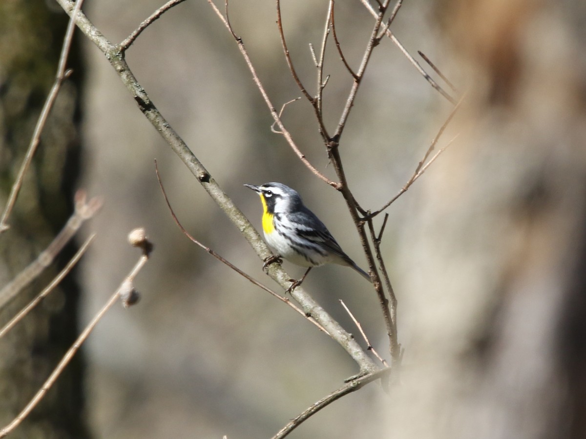 Yellow-throated Warbler - ML617945833
