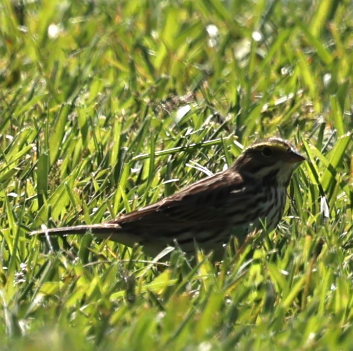 Savannah Sparrow - ML617945858