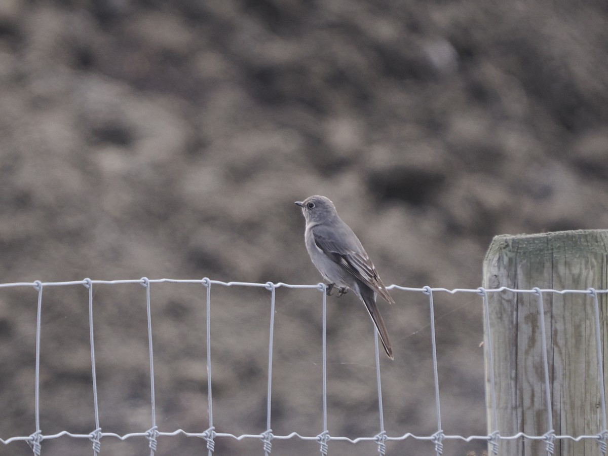 Townsend's Solitaire - ML617945863