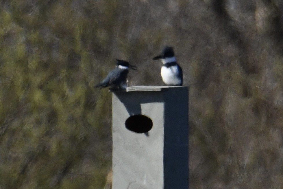 Belted Kingfisher - ML617945902