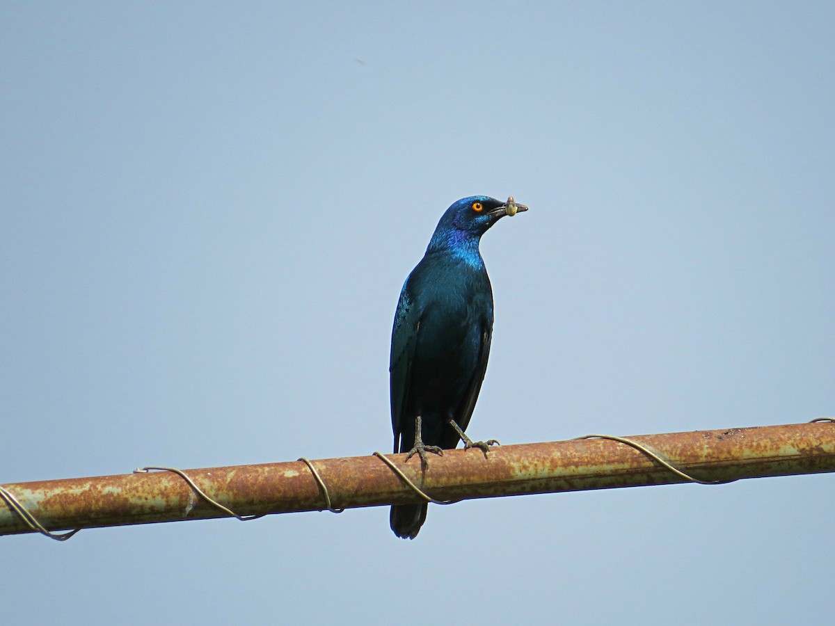 Greater Blue-eared Starling - ML617945913