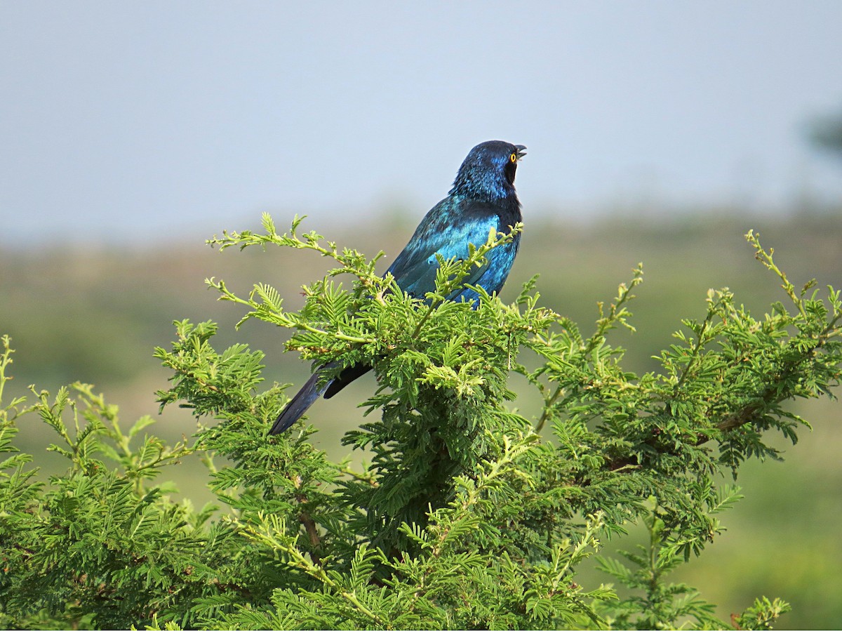 Greater Blue-eared Starling - ML617945914