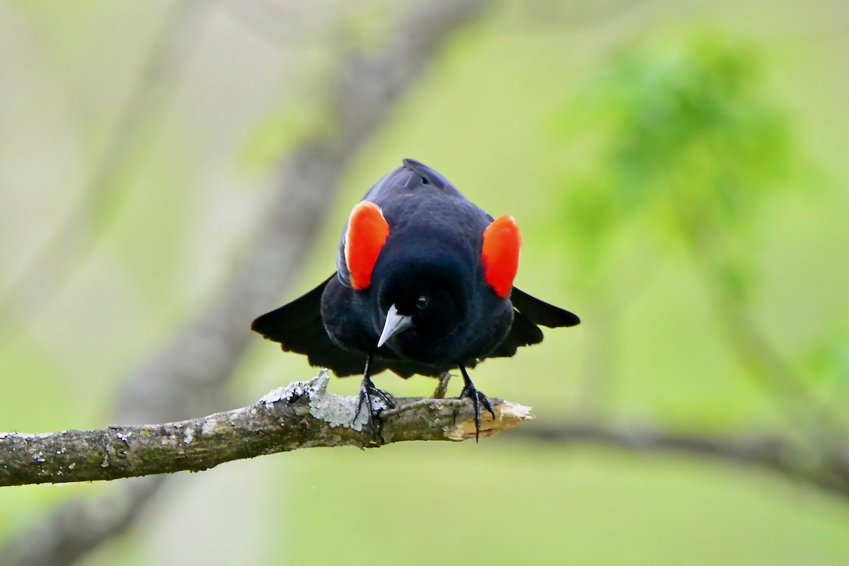 Red-winged Blackbird - ML617945922