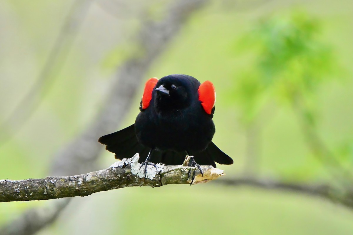 Red-winged Blackbird - Seth Honig