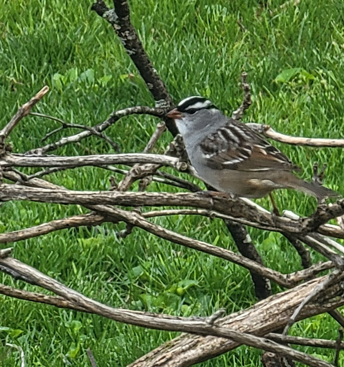 White-crowned Sparrow - ML617945929