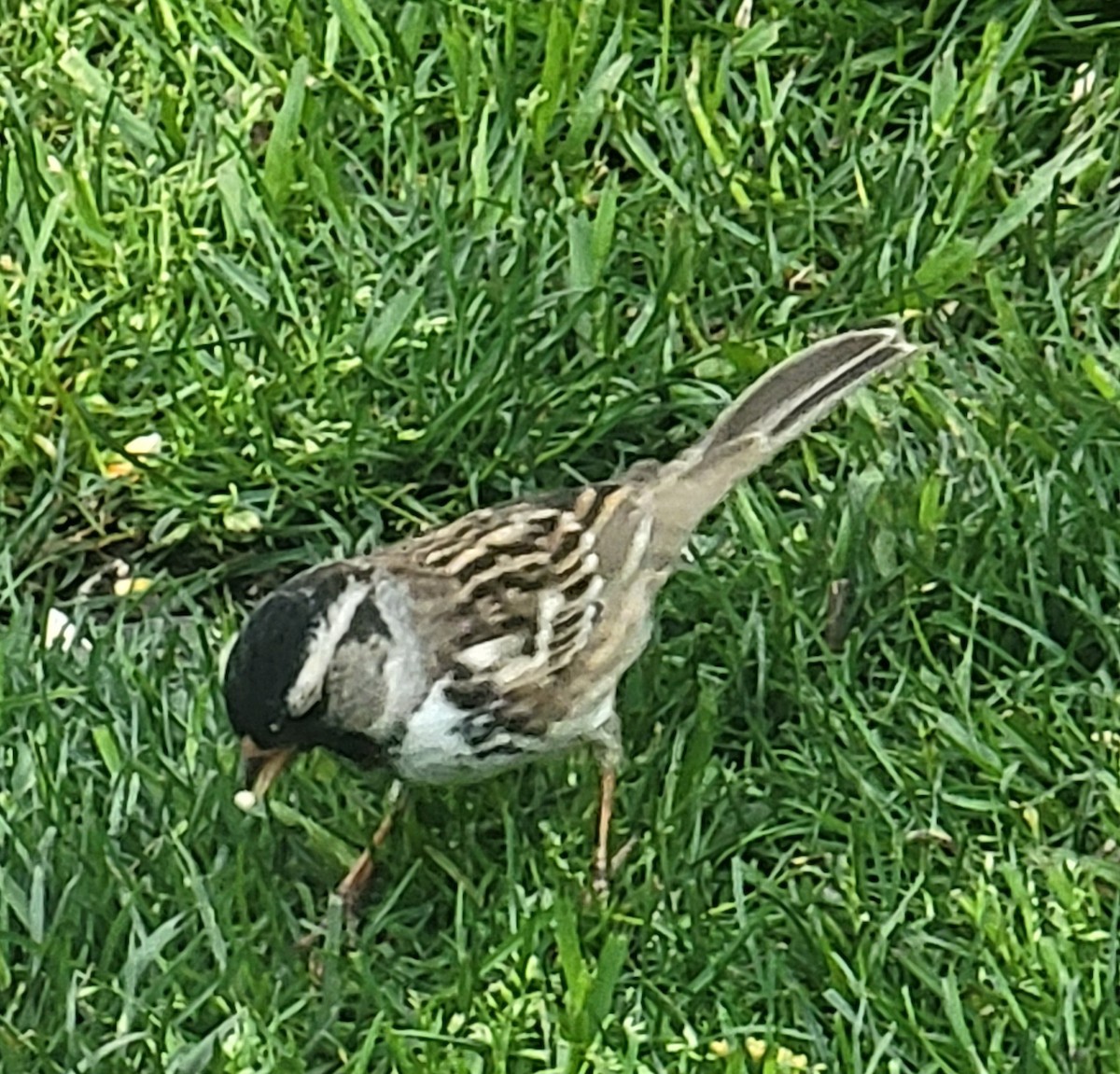 Harris's Sparrow - ML617945941