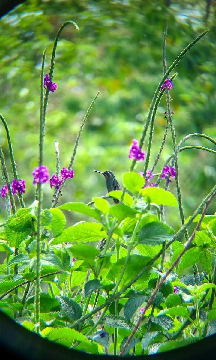 kolibřík fialovohrdlý - ML617945945