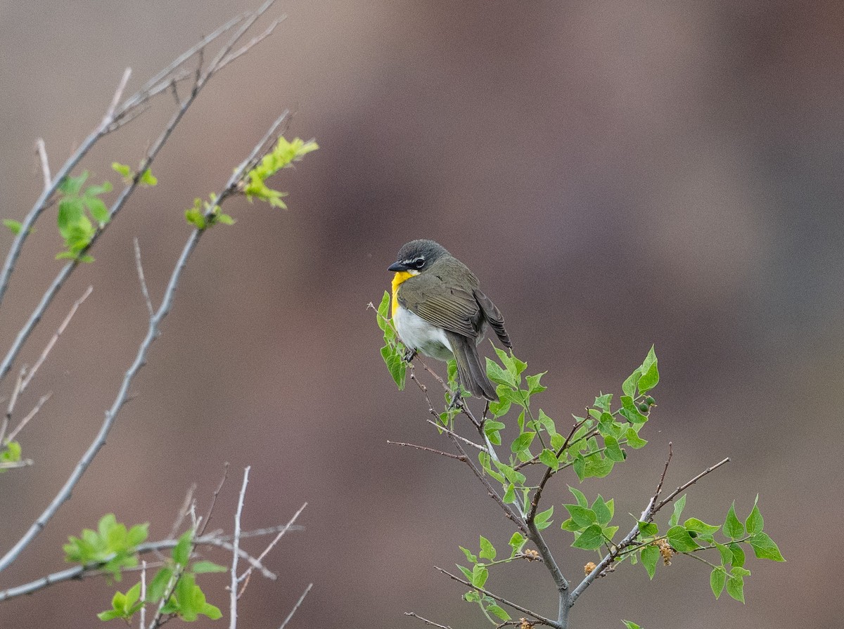 Yellow-breasted Chat - ML617945967