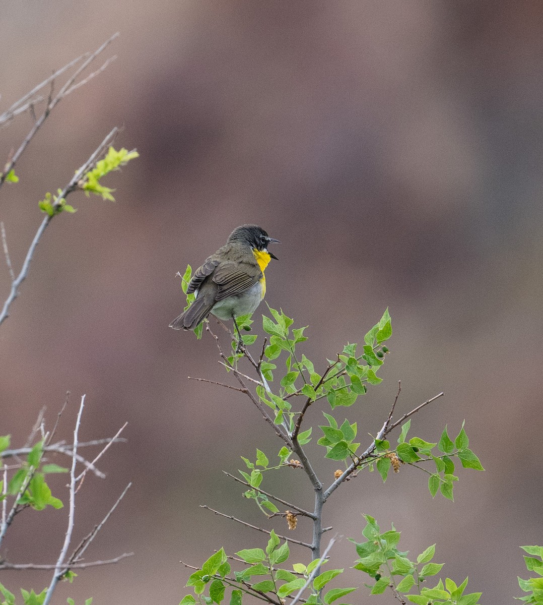 Yellow-breasted Chat - ML617945969