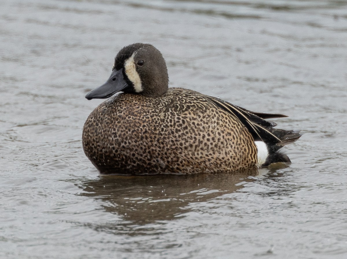 Blue-winged Teal - ML617946006