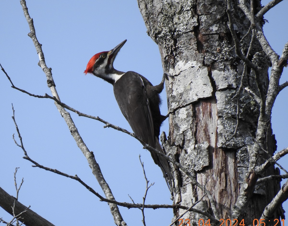 Pileated Woodpecker - ML617946019