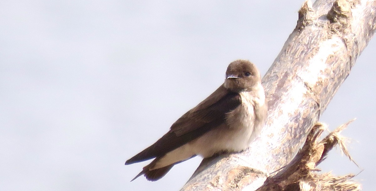 Northern Rough-winged Swallow - Leslie Ferree