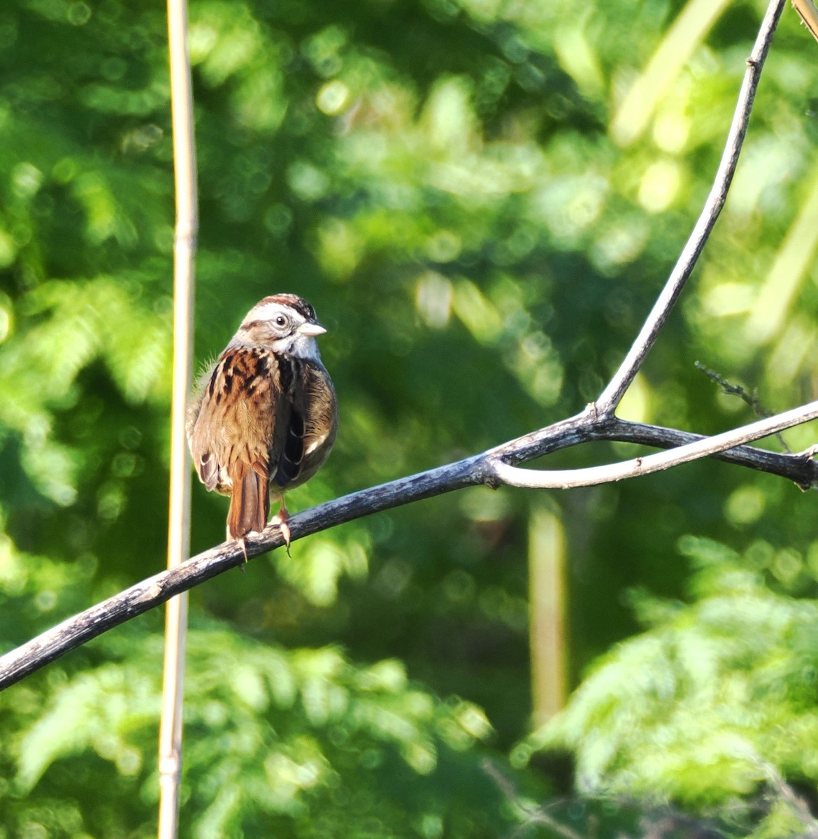 Swamp Sparrow - ML617946069