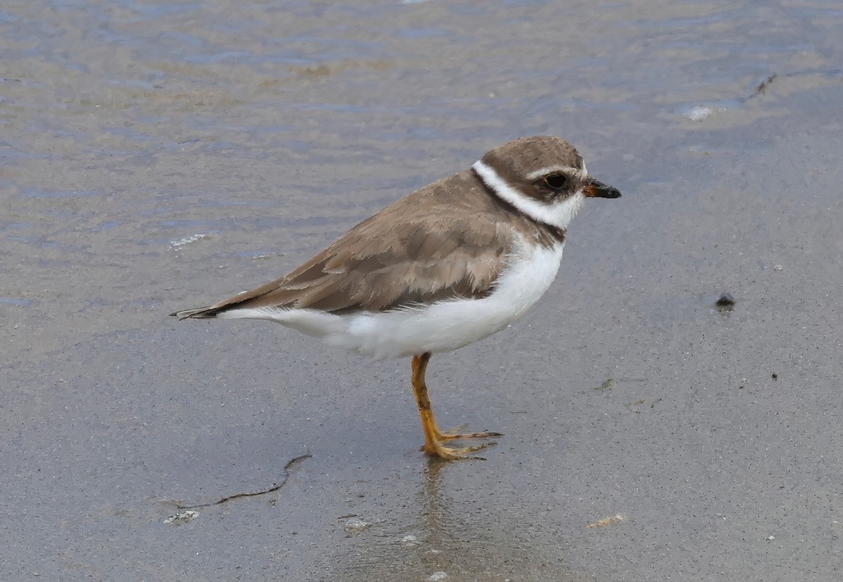 Semipalmated Plover - ML617946070
