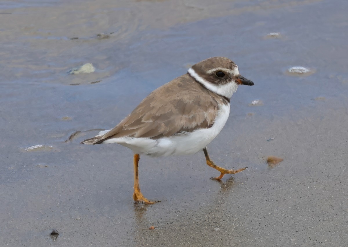 Semipalmated Plover - ML617946077