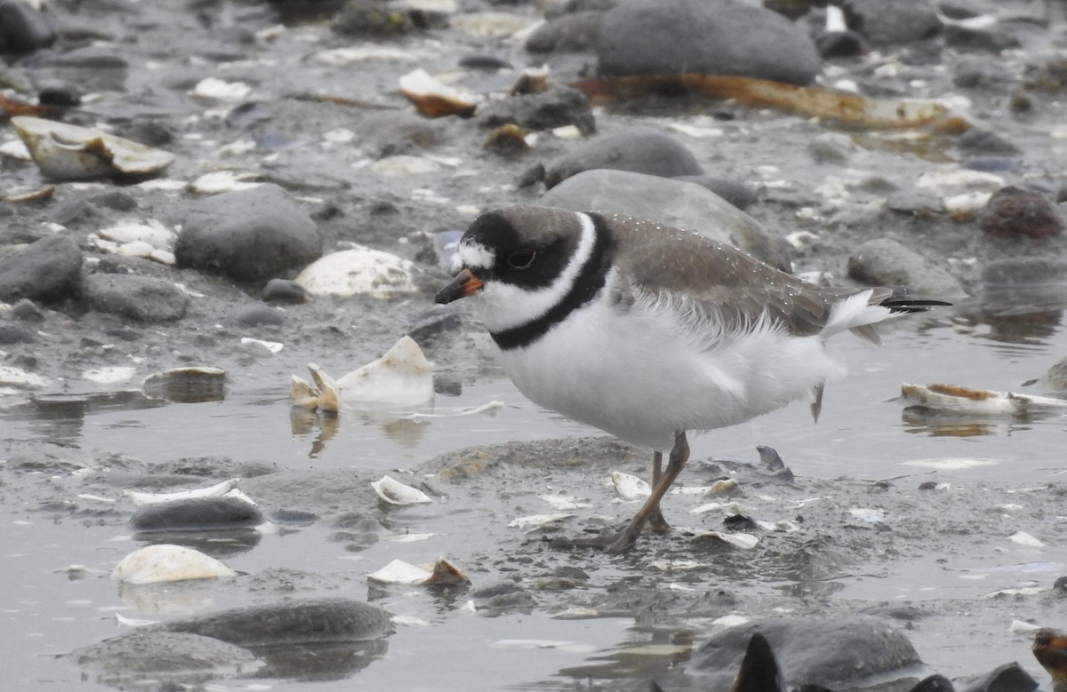 Semipalmated Plover - ML617946084