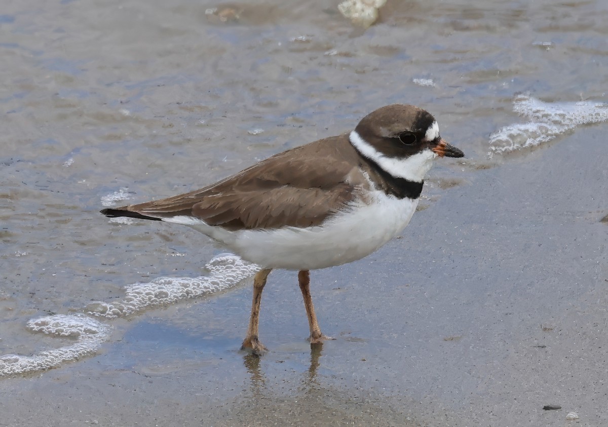 Semipalmated Plover - ML617946095