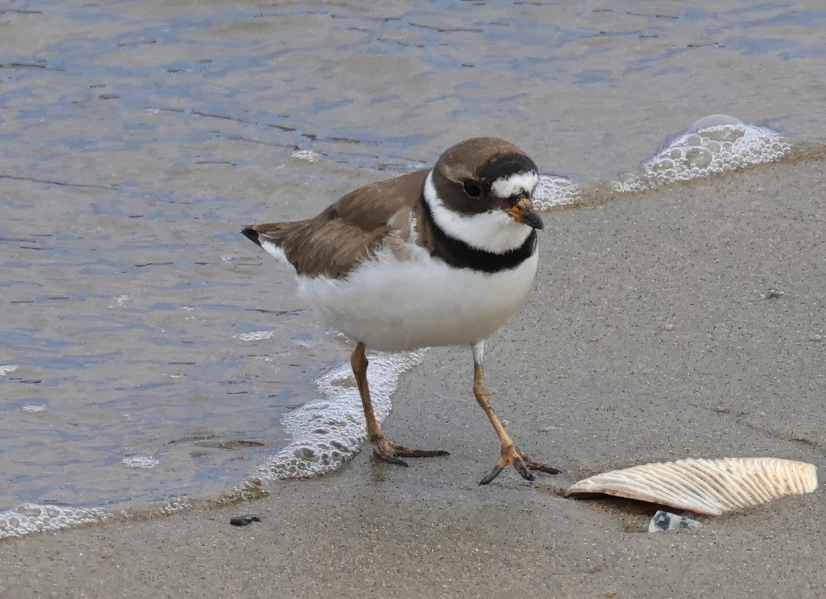 Semipalmated Plover - ML617946110