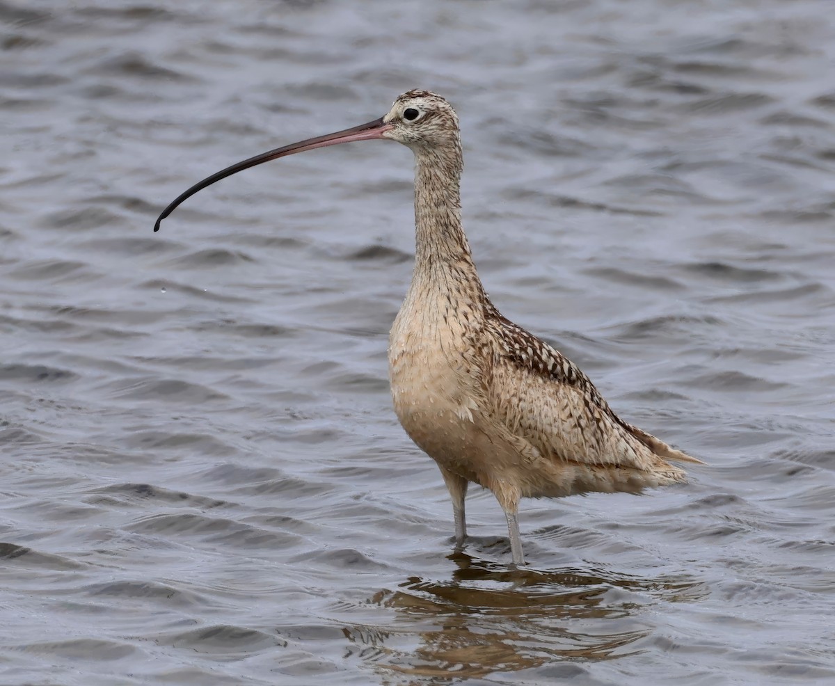 Long-billed Curlew - ML617946115