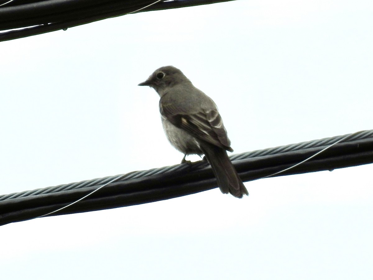 Townsend's Solitaire - ML617946118