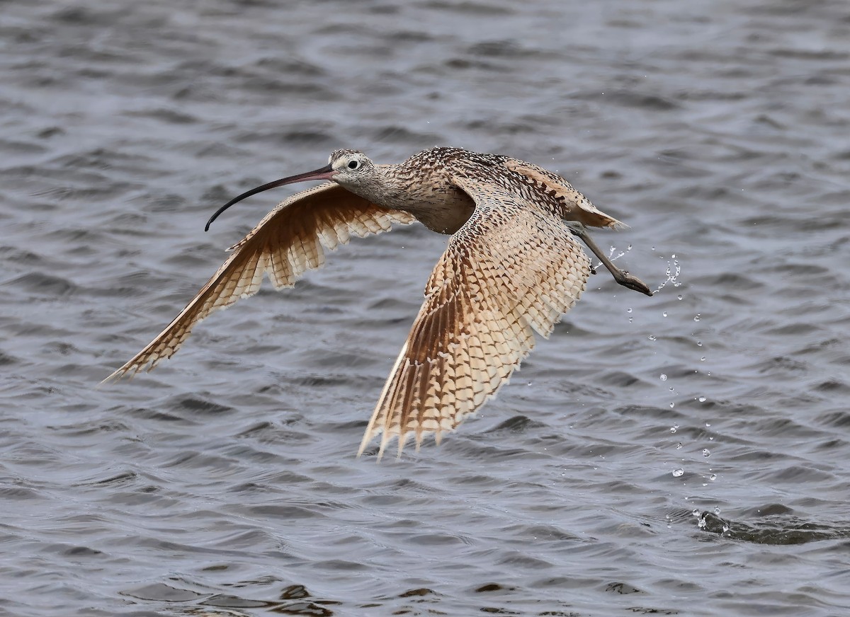 Long-billed Curlew - ML617946121