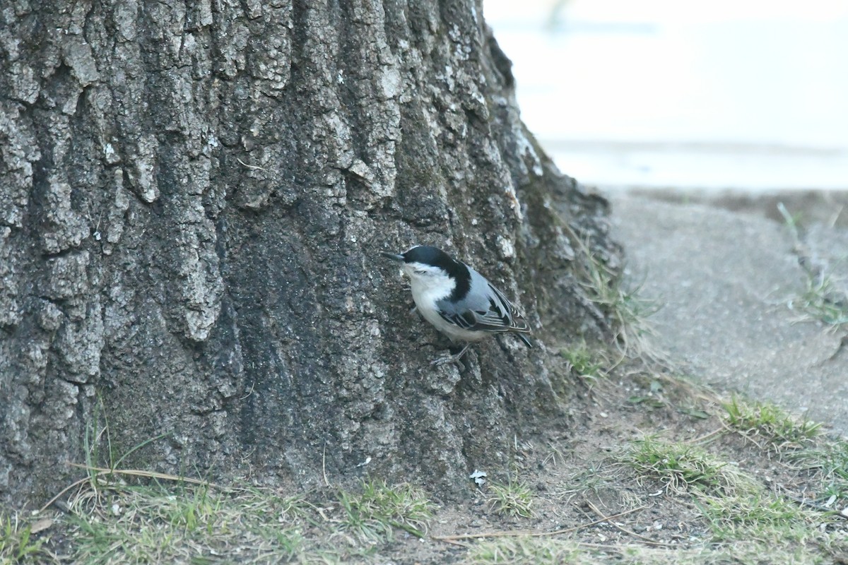 White-breasted Nuthatch - Marcia Suchy