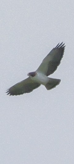Short-tailed Hawk - ML617946154