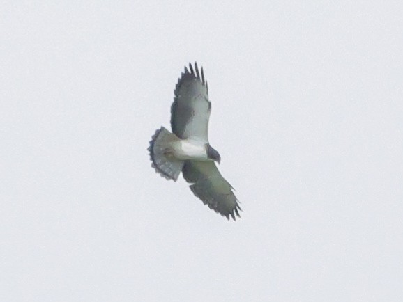 Short-tailed Hawk - Roger Horn