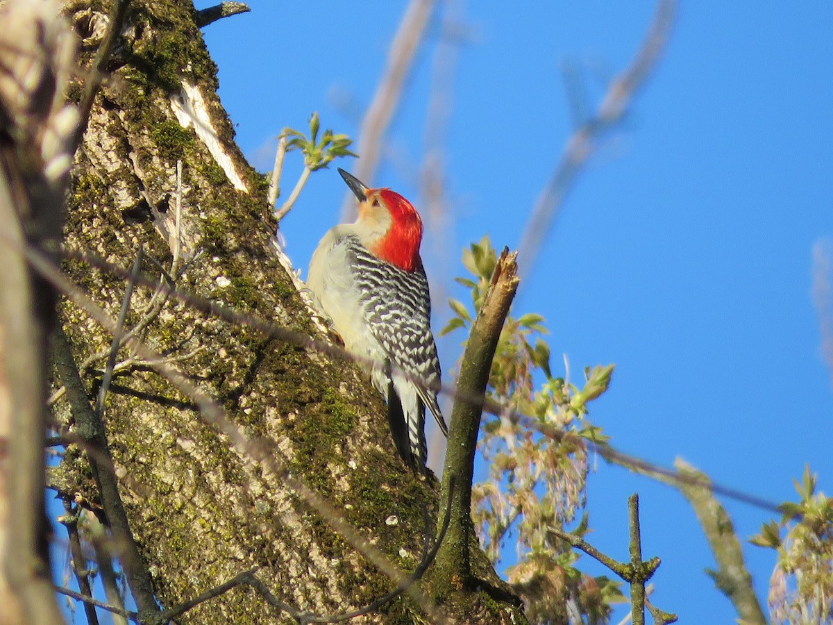 Red-bellied Woodpecker - ML617946209