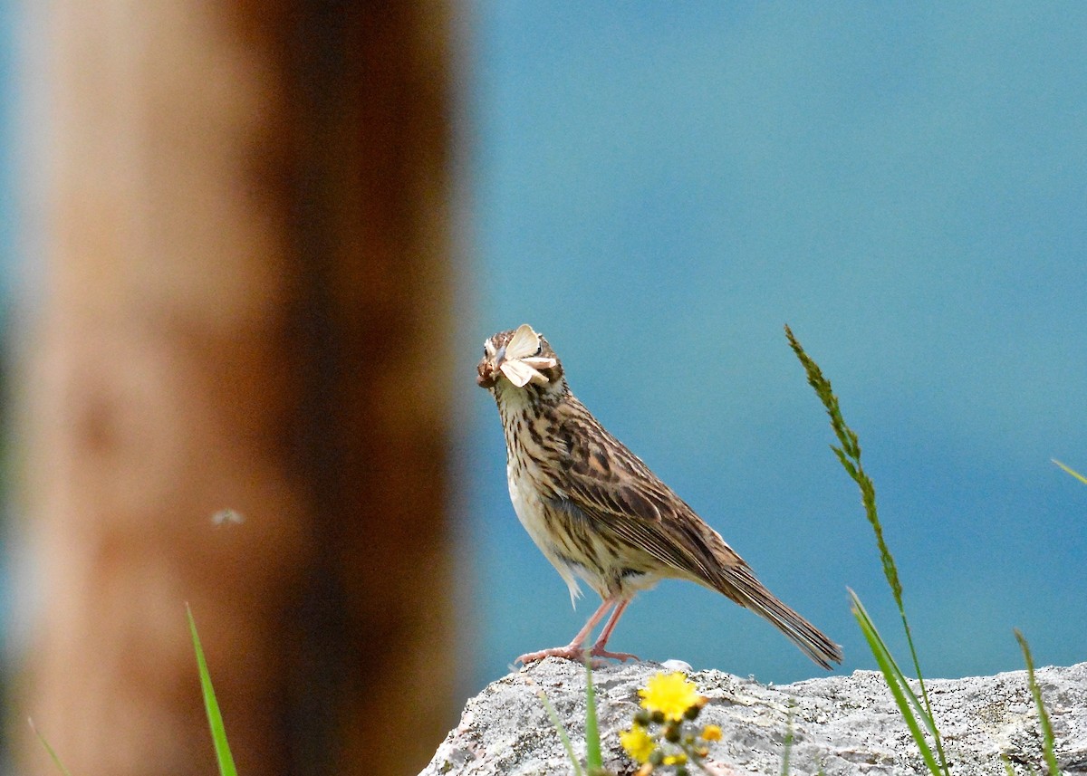 Vesper Sparrow - Ellison Orcutt