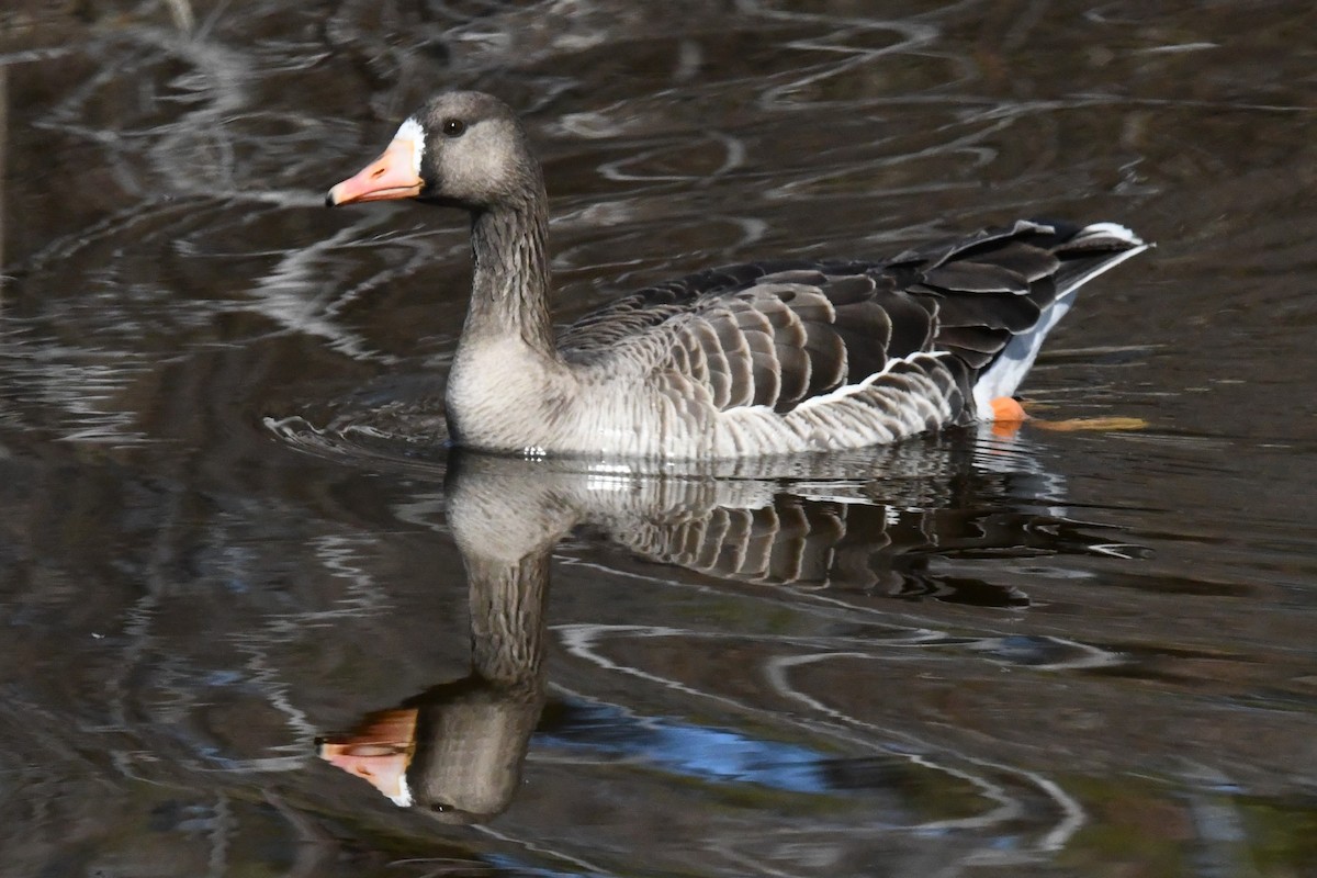 Greater White-fronted Goose - ML617946210